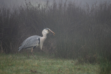 Ardea cinerea - Grey heron - Héron cendré, Anguilla anguilla - European eel - Anguille d'Europe