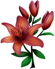 Fototapeta premium lily flower,morning flowers