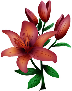 lily flower,morning flowers