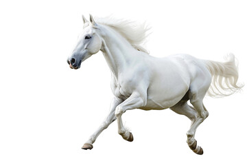 White Horse Running Isolated on Transparent Background