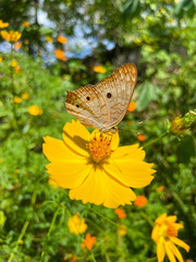 butterfly on flower