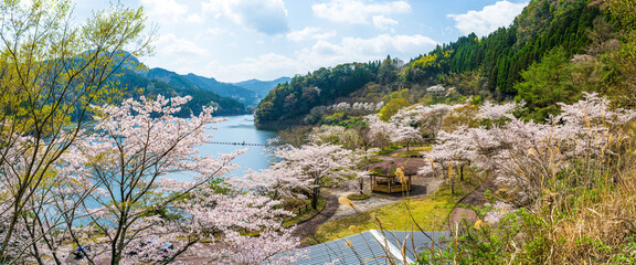 うららかな春日和に映えるダム湖の春風に美しく咲き靡く桜の花 Cherry...