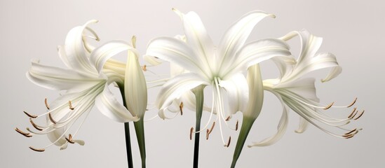 White lily flower set isolated on white background