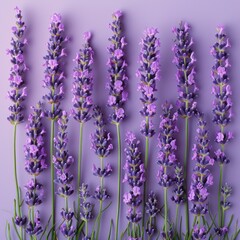 Lavender flower photo, Background of fresh lavender flowers arranged together on whole image 