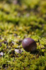 苔むした地面に落ちた可愛いどんぐりの実