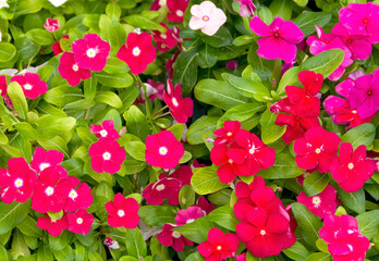 Red fresh and beautiful potted flowers
