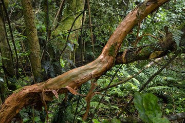 Treestem at Zealandia Nature Park Wellington New Zealand. Jungle. Forest. Sanctuary.