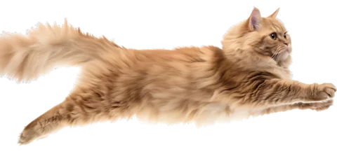Foto op Canvas Cute Persian cat jumping on transparent background PNG © I LOVE PNG