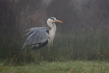Ardea cinerea - Grey heron - Héron cendré, Anguilla anguilla - European eel - Anguille d'Europe