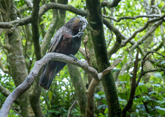 Kea bird. Zealandia Nature Park Wellington New Zealand. Jungle. Forest. Sanctuary.