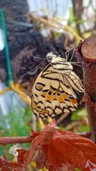macro photography a butterfly that has just hatched from a cocoon and is not yet able to fly settles on a twig.