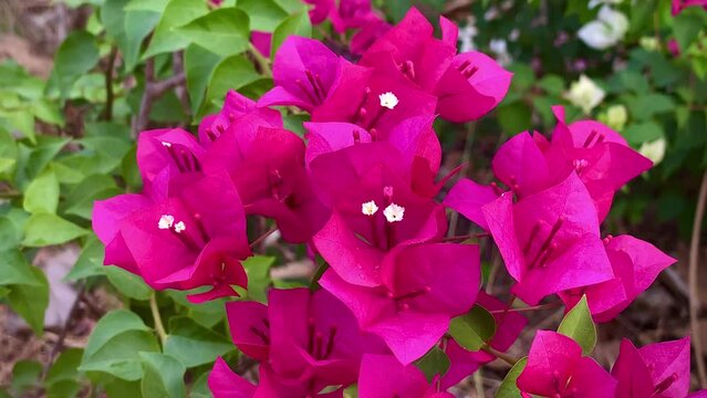 bougainvillea, bougainvillea flower, Paper flower  , It's a beautiful looking summer flower.It is an ornamental plant native to tropical regions.makes you feel refreshed. Bougainvillea glabra Choisy