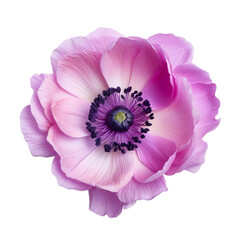 Anemone flower isolated on transparent background