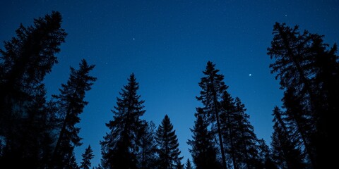 Fototapeta na wymiar beautiful night sky over trees
