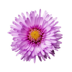 Aster flower isolated on transparent background