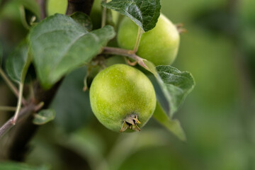 Close up of branch with green apple in summer garden. Harvest, crop