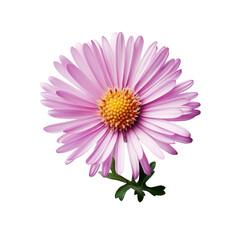 Obraz premium Aster flower isolated on transparent background