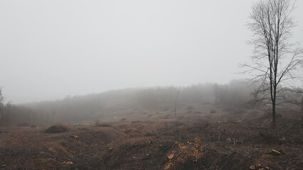Illegally deforested forest. The destruction of the environment by human hands. Dramatic landscape...
