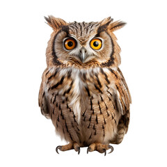 Portrait of a cute little great horned owl, isolated on transparent background