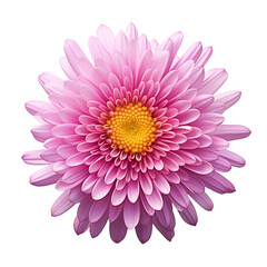 Aster flower isolated on transparent background