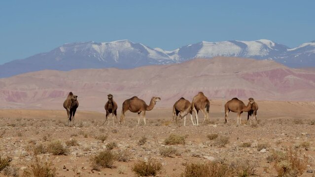 Dromedaries in the sahara desert and Atlas mountains in Morocco