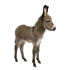 Side view of donkey foal, 2 months old, standing against white b