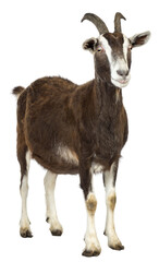 Toggenburg goat looking away against white background