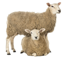 Sheep standing over another lying against white background