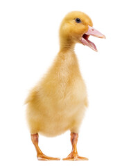 Duckling (7 days old) quacking, isolated on white