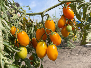 Ripe yellow tomatoes in a vegetable garden