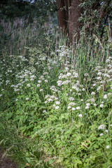 Wildkräuter 