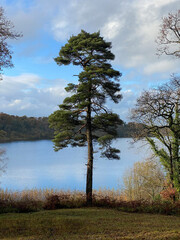 Scottish pine, Scots pine