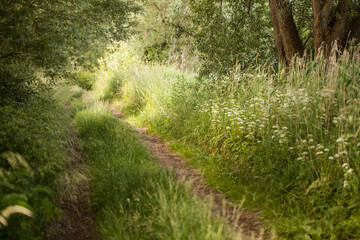 Wildkräuter im Sommer