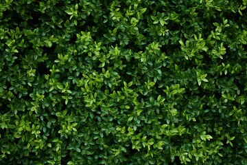 Obraz premium a close-up of a green plant, a green hedge with small plants on it