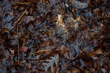 wet leaves on the ground