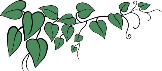 ivy plant drawing illustration. © tanarch