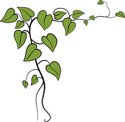 Obraz premium ivy plant drawing illustration.
