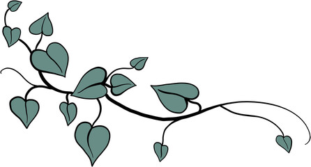 Obraz premium ivy plant drawing illustration.