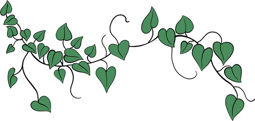 ivy plant drawing illustration.