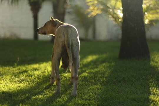 Cachorra