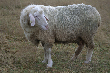 Schaf auf einer Wiese mit Blick nach hinten