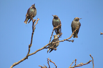 Stare die auf einem Ast sitzen