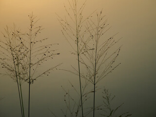 Obraz premium Morning grass silhouette 
