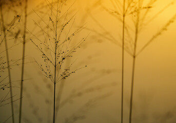 Morning grass silhouette
