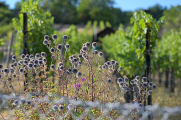 Flowering thistles on the vineyard, in the background: slope with vines and old hut. Detail shot...