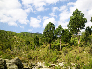 Fototapeta na wymiar landscape with blue sky and pine trees
