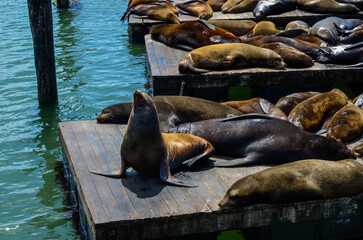 Fototapeta premium San Francisco USA California May 30, 2023 Sea lions sleep on the 39 pier