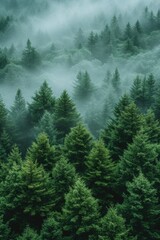 fog falls through trees in the woods