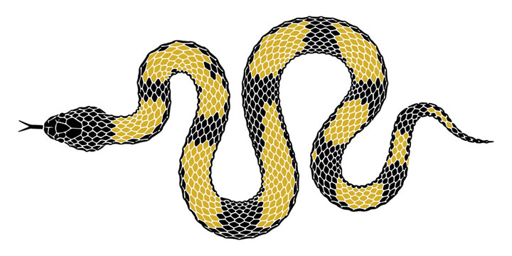 snake vector illustration