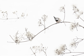 Looking for food among the shrubs, fine art portrait of Crested tit (Lophophanes cristatus)